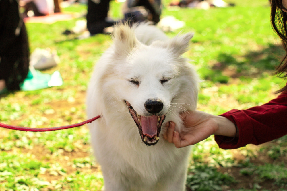 Temperament and Personality Traits of American Eskimo Dogs - December 2024